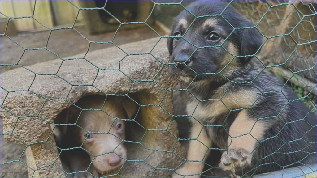Hurricane Helene Puppies Find Forever Homes with Veterans and First Responders
