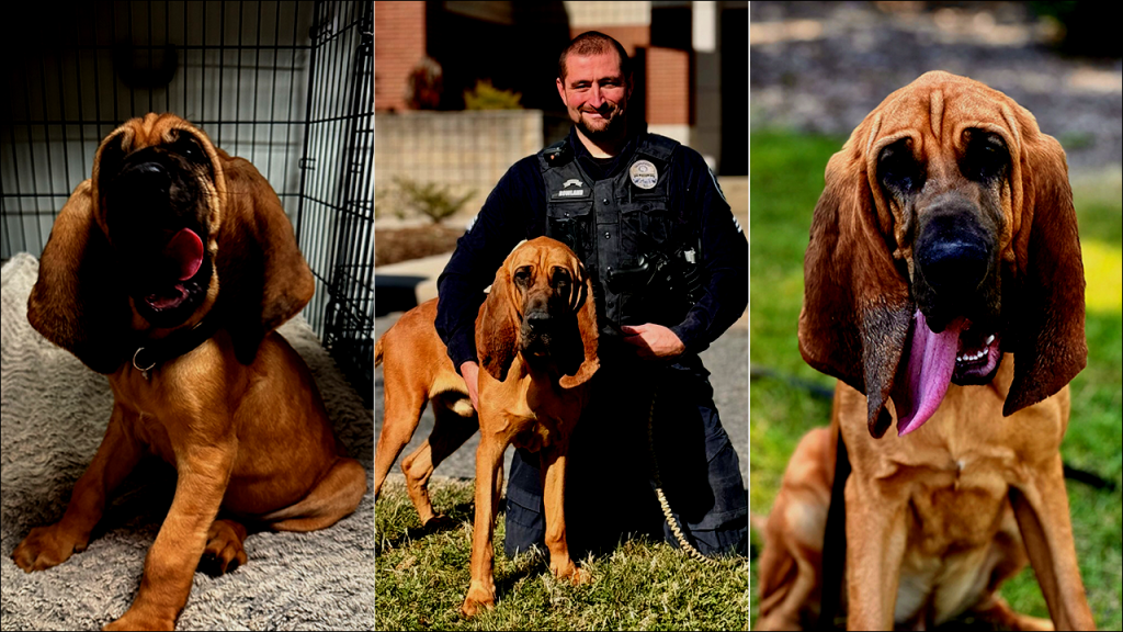 Young Canine Crimefighter Honored with Prestigious Hero Dog Award for Lifesaving Bravery