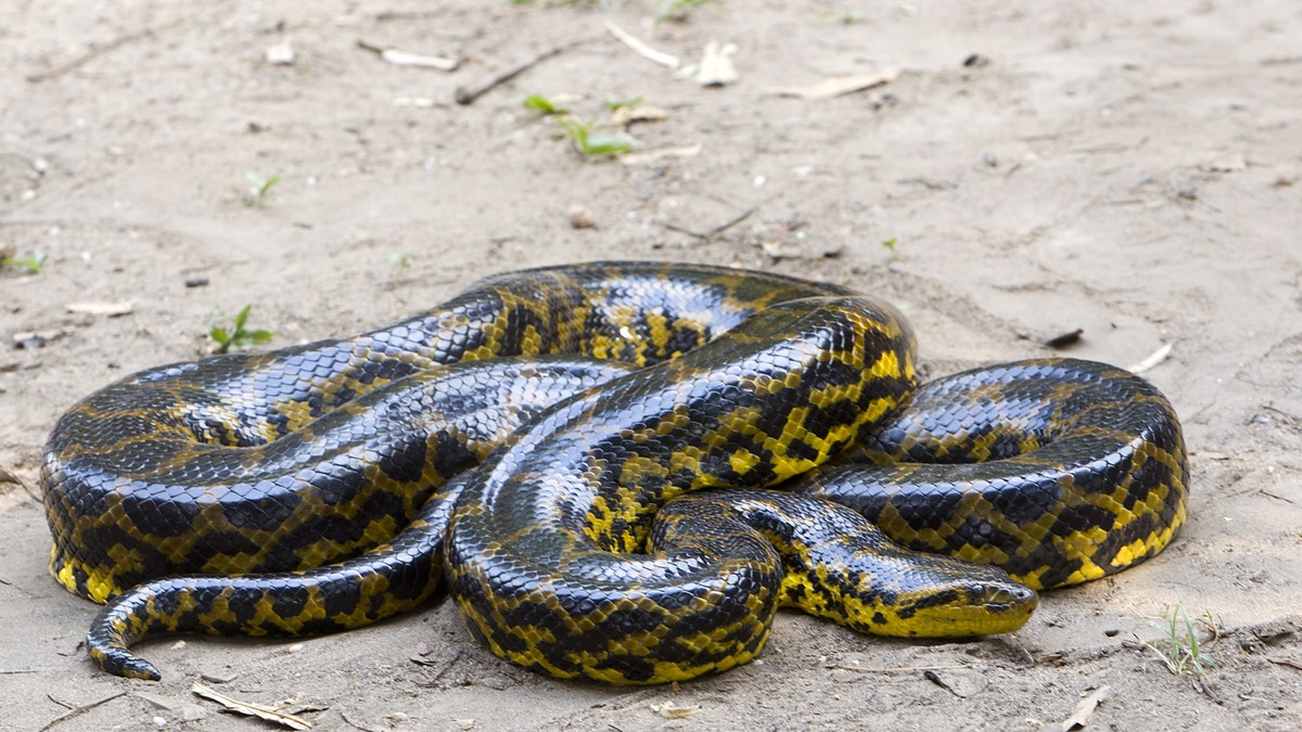 Green Anaconda