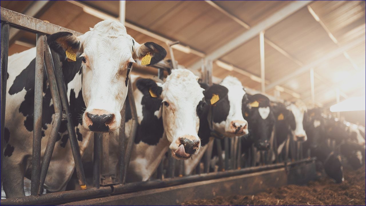 CDC Reports New Bird Flu Strain Found in Nevada Dairy Worker - India ...