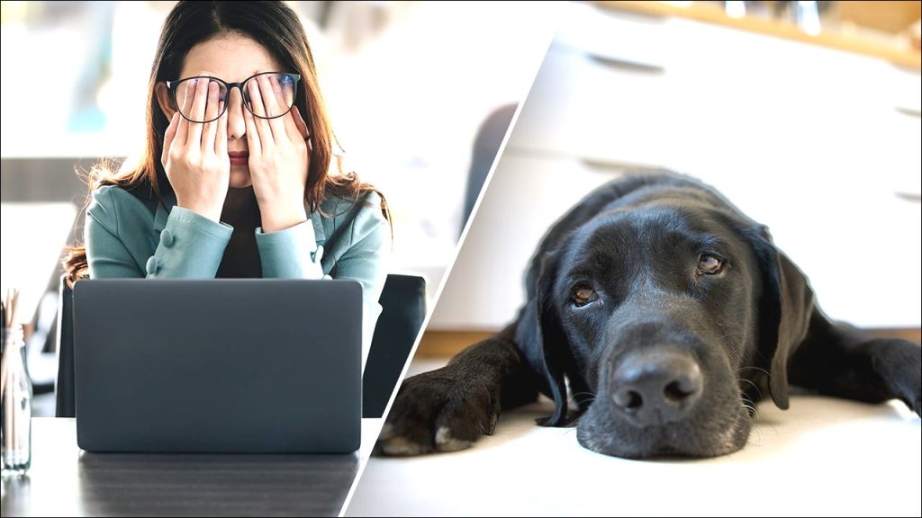 Study Shows Your Work Stress Can Impact Your Dog Too!