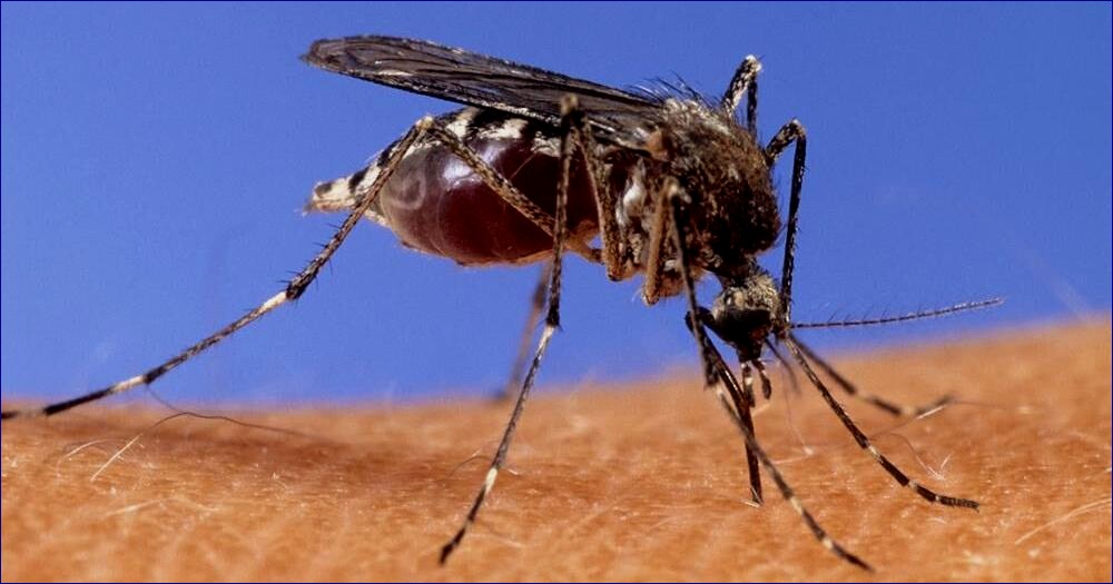 West Nile Virus Detected in Clark County, Health Officials Warn