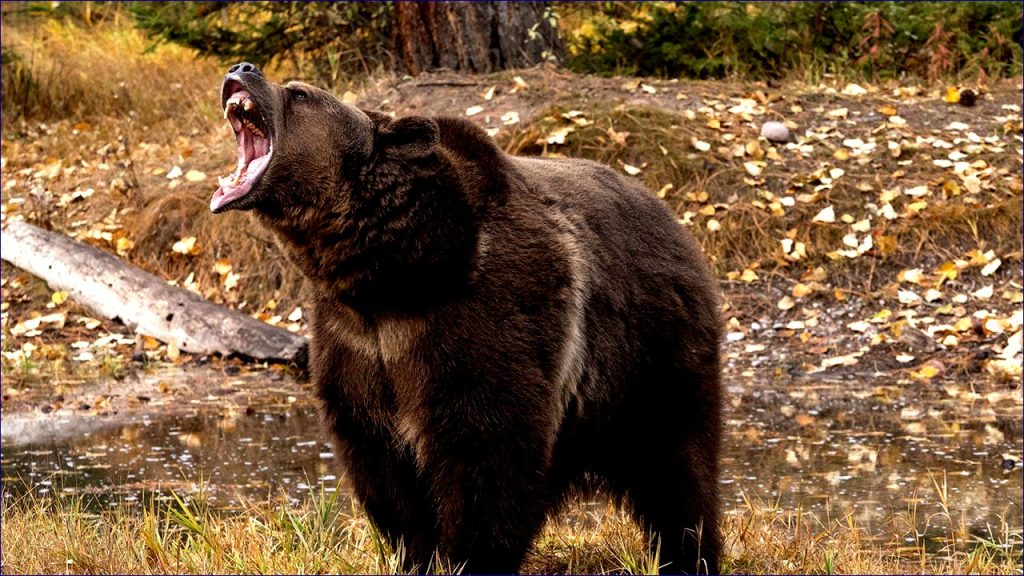 Couple Fends Off Grizzly Encounter with Quick Thinking and Bear Spray