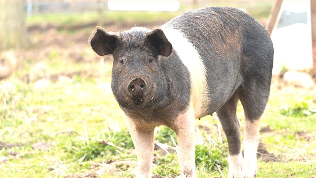 Man Undergoes Groundbreaking Pig Lung Transplant in Medical Milestone
