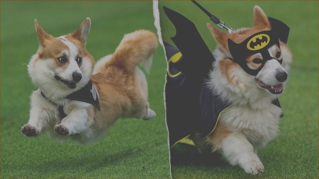 Corgi Teams from Across Europe Gather for Epic Showdown in Lithuania!