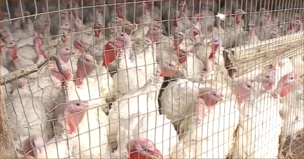 New Bird Flu Strain Detected in Washington Resident, Health Officials Report