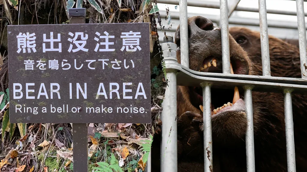 Japan grapples with a surge in bear assaults: 10 fatalities and over 100 injured this year