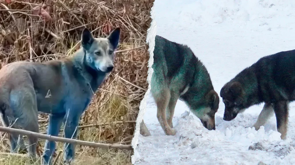 Chernobyl Dogs May Have Blue Tint from ‘Port-a-Potty’ Waste, Expert Reveals
