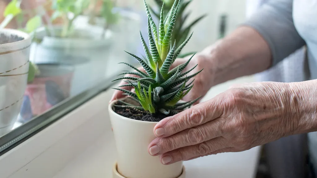 New Hope in Alzheimer’s Fight: Aloe Vera Compound Shows Promise, Researchers Find