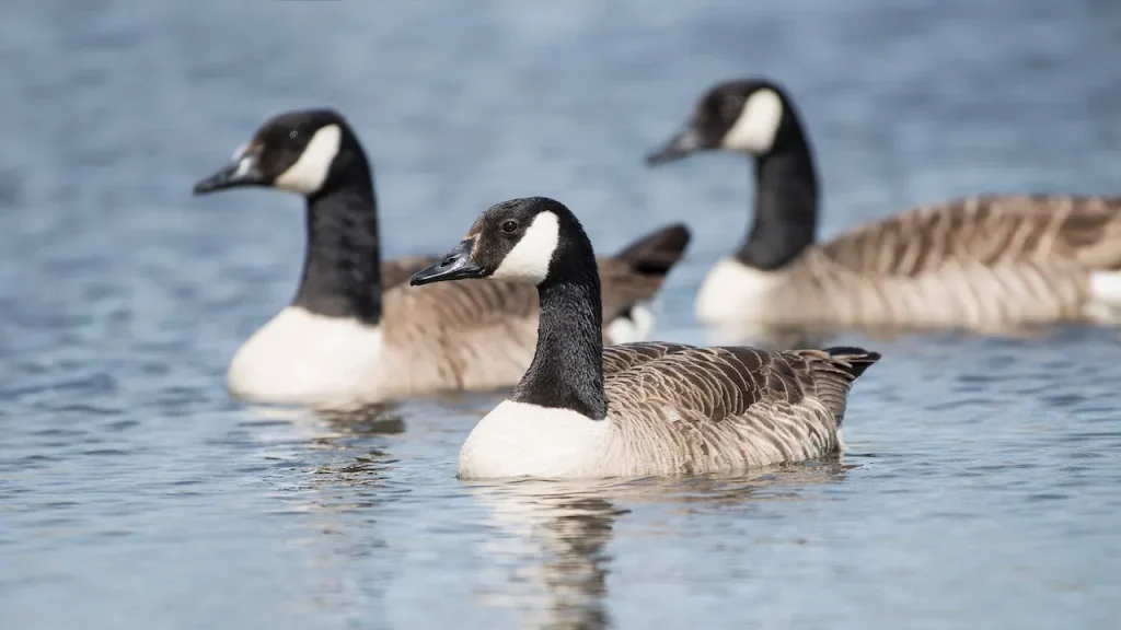 Mass Goose Mortality: Bird Flu Suspected in 1,100 Cases Across Seven Counties