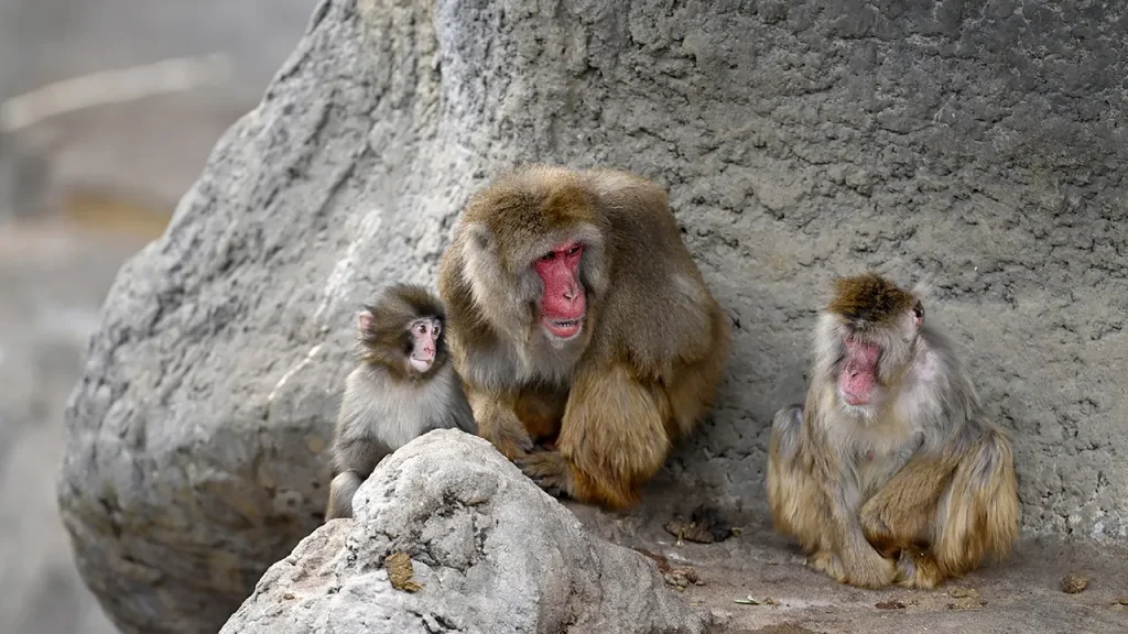Punch the Monkey Enjoys a Cozy Embrace with a Fellow Macaque at Japanese Zoo