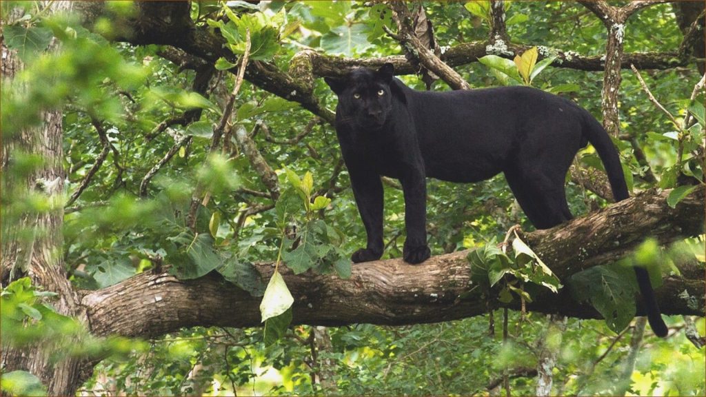 Discover the Best Spots to See Black Panthers in India!