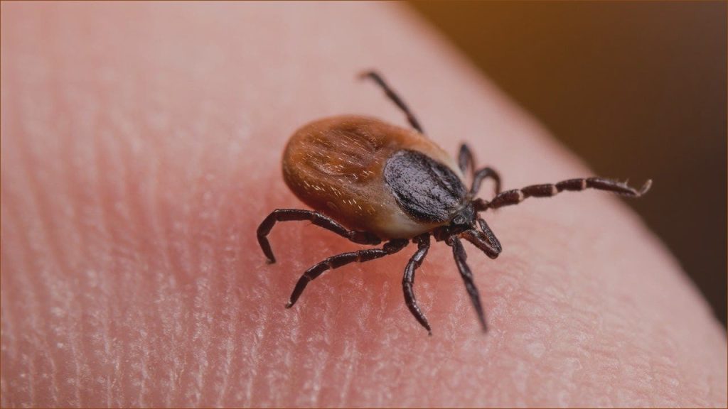 Tick Bites Surge, Sending ER Visits Soaring as Lyme Disease Cases Rise