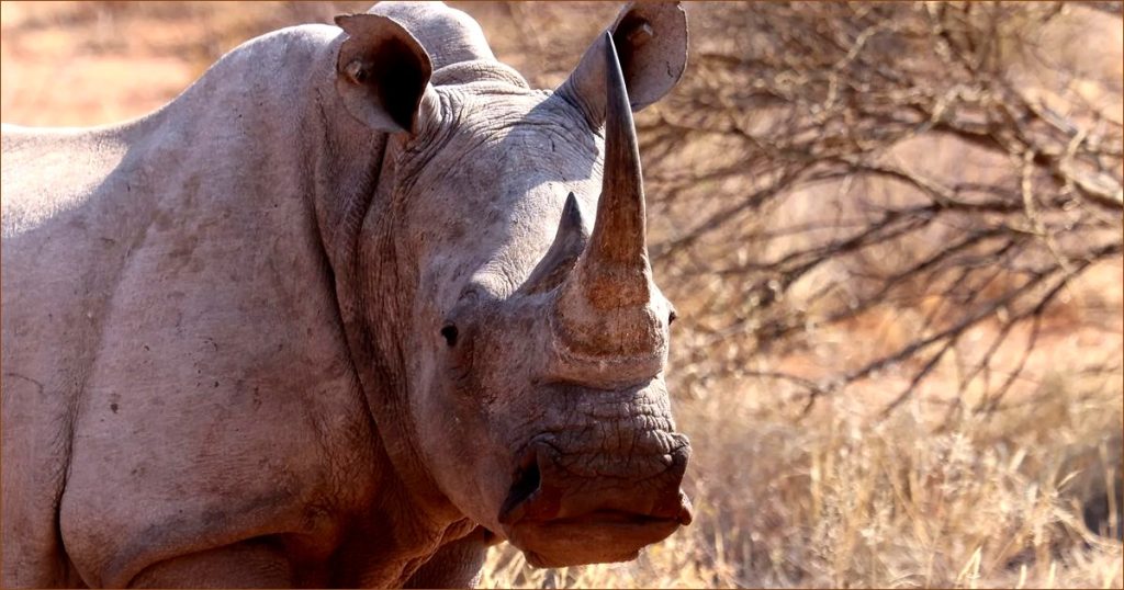 Wildlife Tracking Takes a Giant Leap Forward Thanks to Space Technology
