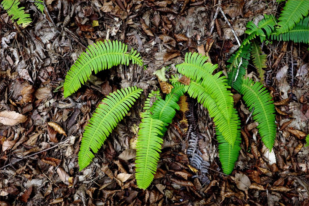 Plants That Extract Rare Earth Metals Could Transform Tech Industry