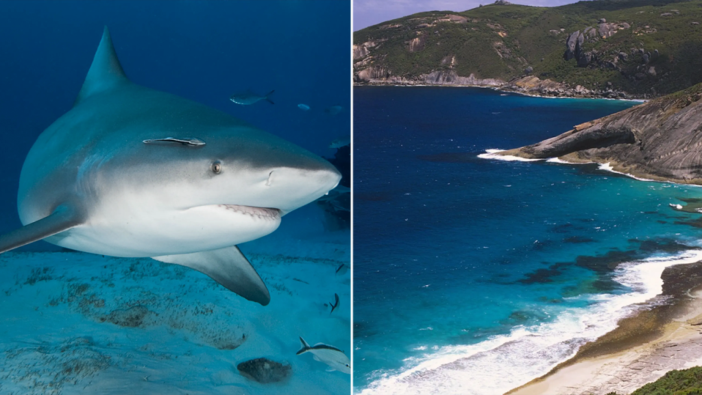Another Shark Attack Claims Life, Marking Third Fatal Incident This Month
