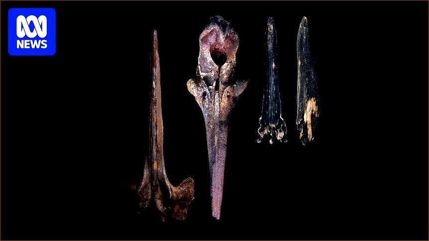 Massive Whale Cemetery Discovered in Indian Ocean Near Australia