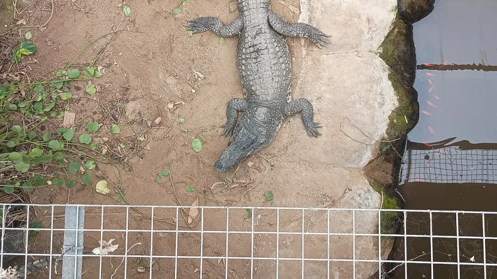 Man Arrested for Pushing Boy into Zoo Crocodile Exhibit Released on Bail