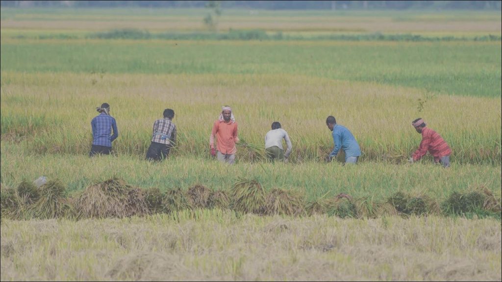 Kharif Cultivation Drops 16%, Yet Ethanol Surge Fuels Sugarcane Growth | India News