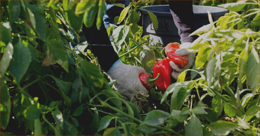 Farmers Feed the Nation, But a New Rule Puts Their Health Coverage at Risk