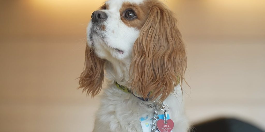 Essentia Health Calls for Volunteer Therapy Pet Teams to Join Their Mission