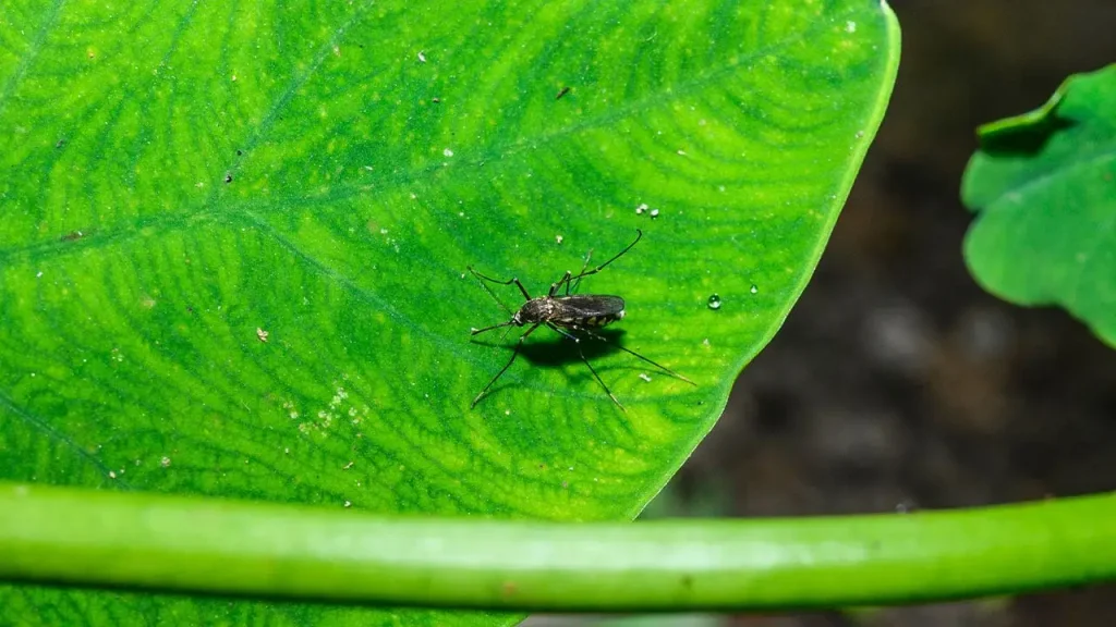 Nashville Reports First Detection of West Nile Virus in Local Mosquitoes for 2026