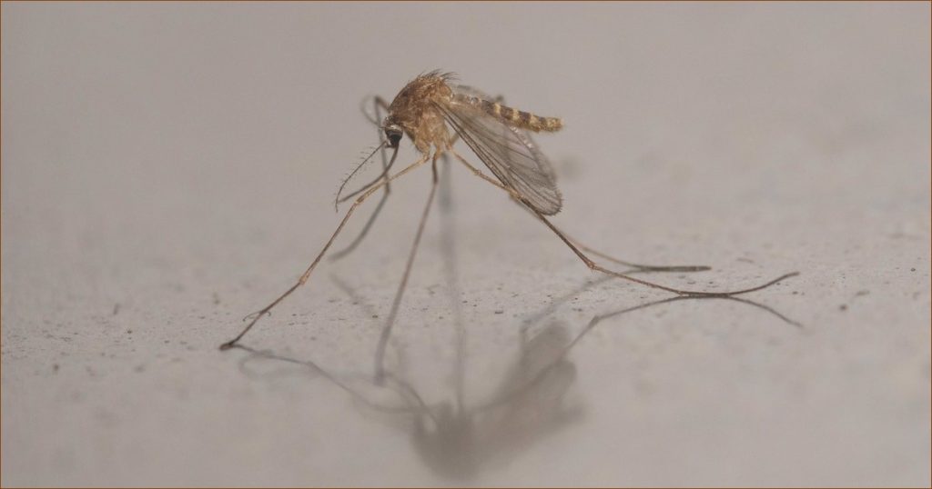 Wayne County Officials Spot West Nile Virus in Local Mosquitoes