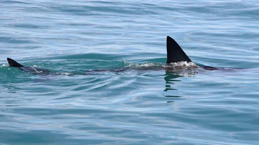 Essential First Aid Tips for Surviving a Shark Attack, Says Emergency Doctor