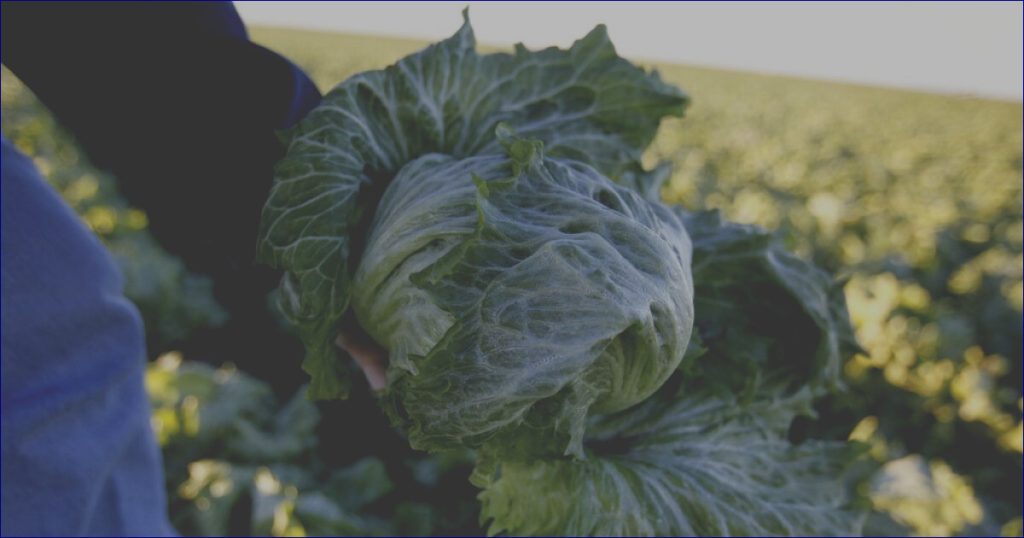 CDC Ties Taco Bell Lettuce Supplier to Widespread Cyclospora Outbreak