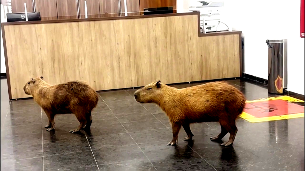 Capybara Caper: Adorable Rodents Saunter into Capitol, Surprising Lawmakers