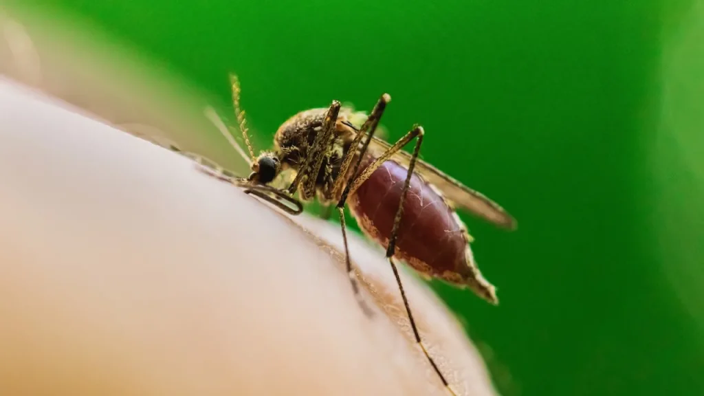 Illinois City Records First West Nile Virus Fatality of the Year