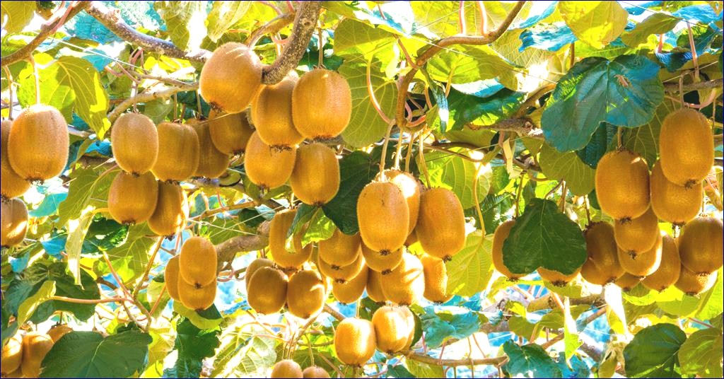 Indian Kiwifruit Sets Sail for Dubai!